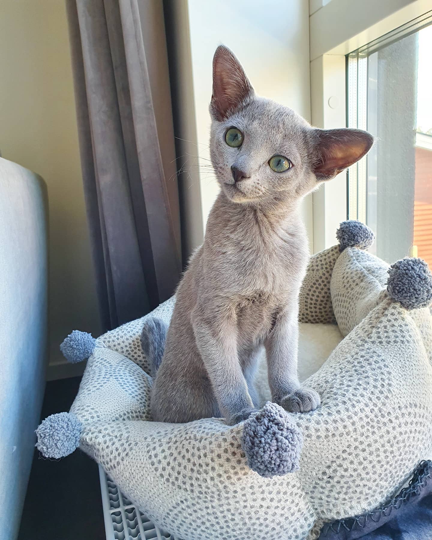 Sylvester — Russian Blue Male
