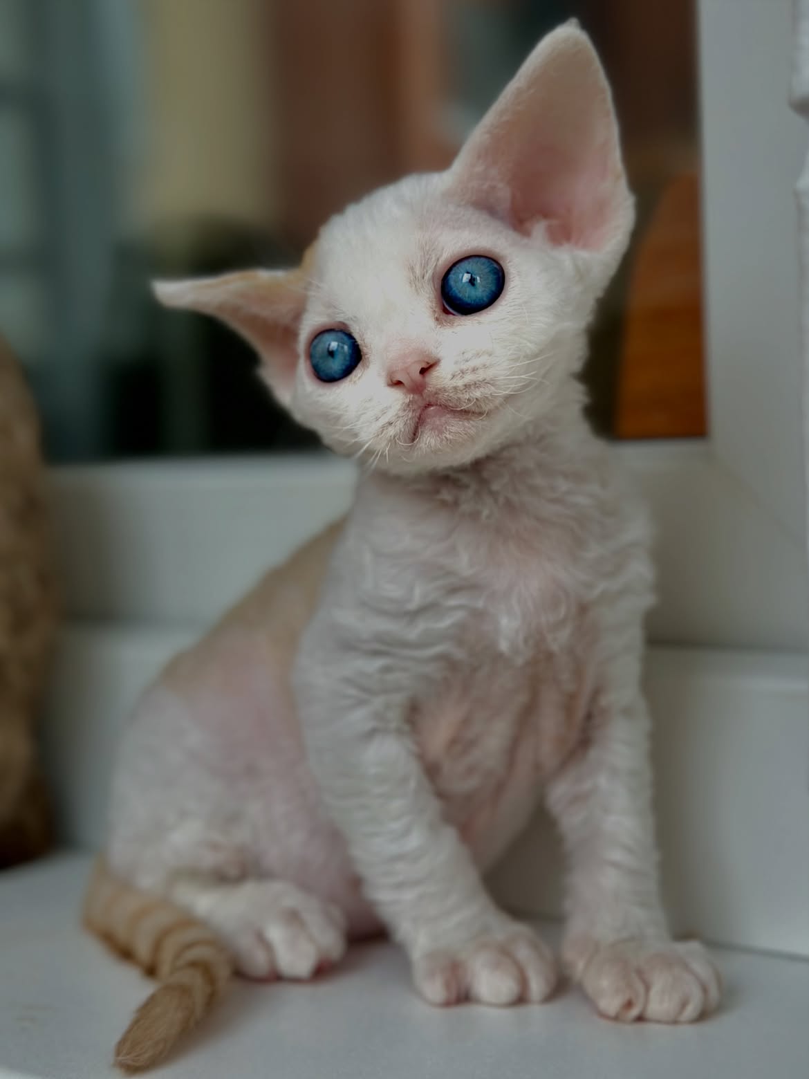 Tim — Devon Rex Male