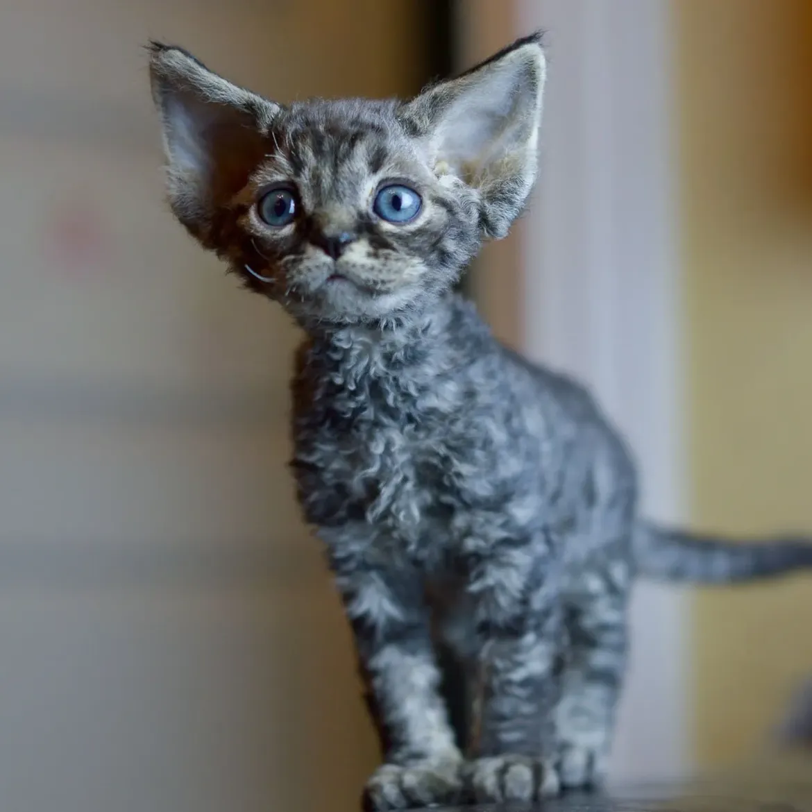 Valentina — Devon Rex Female