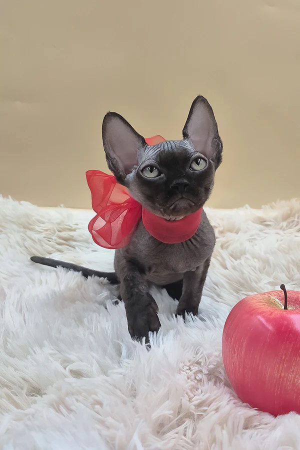 Vasco — Sphynx Male