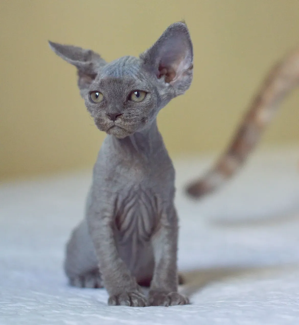 Verspera — Devon Rex Male