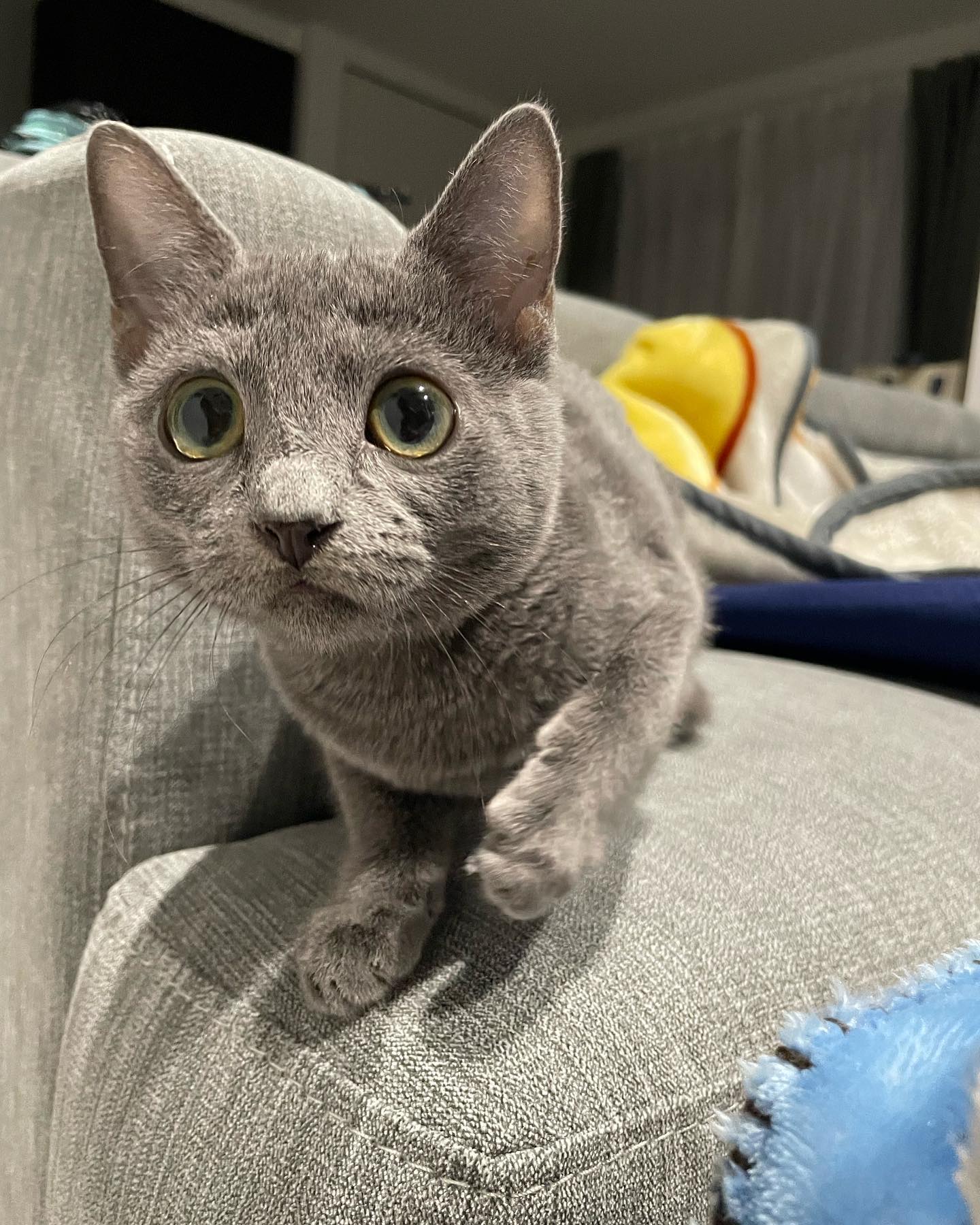 Willz — Russian Blue Male
