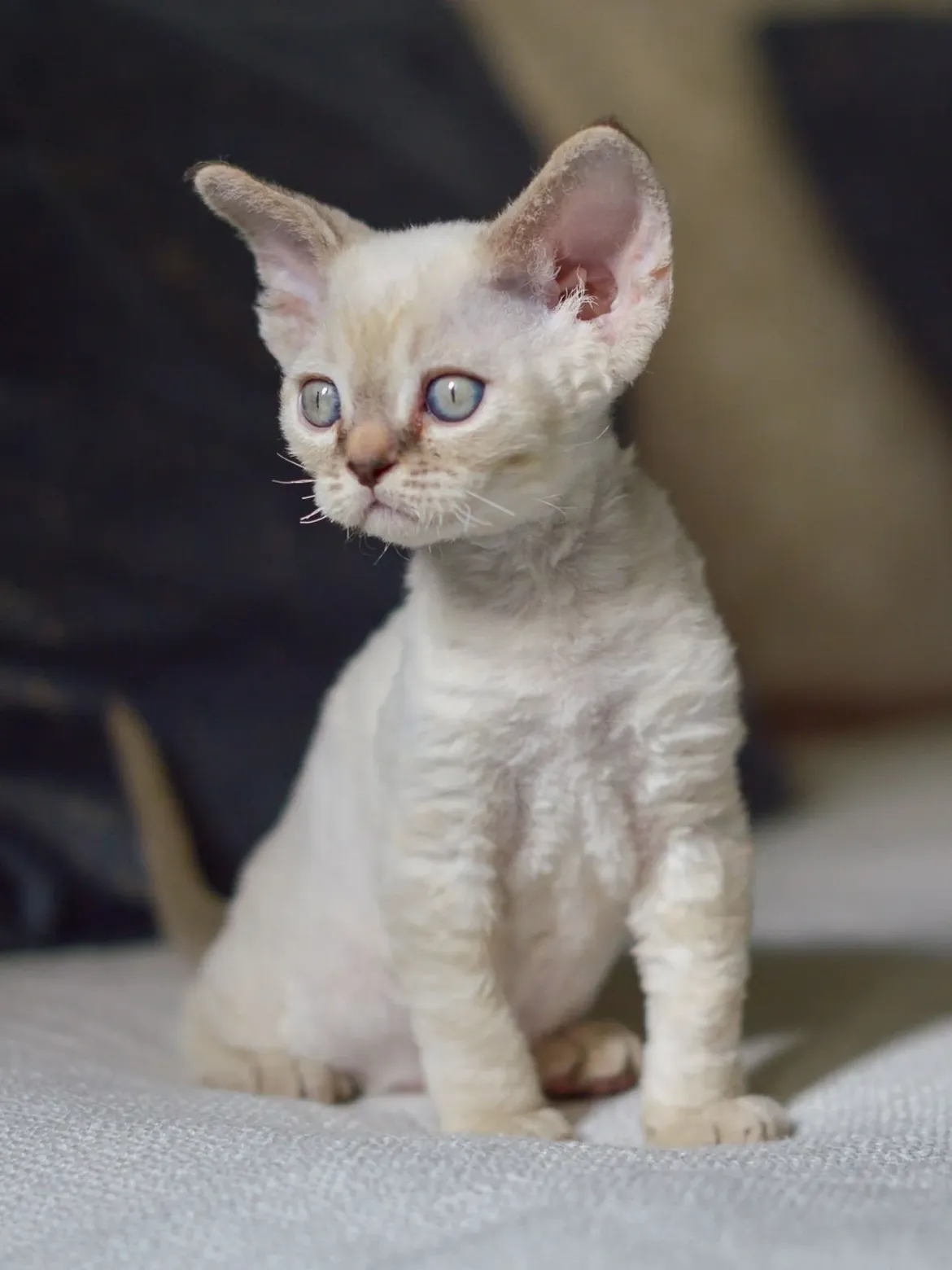 Winnie — Devon Rex Female