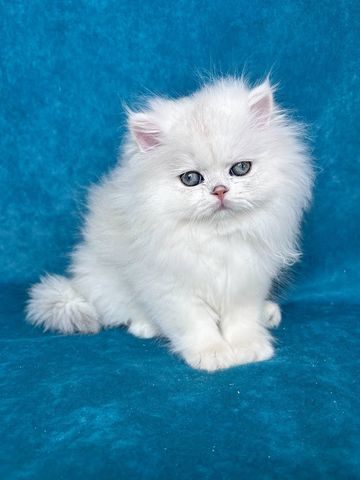 Yasha — Persian Male