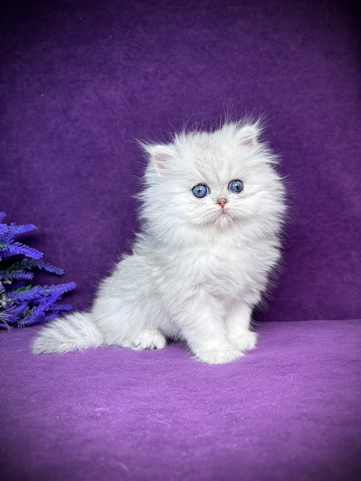 Yuki — Persian Female