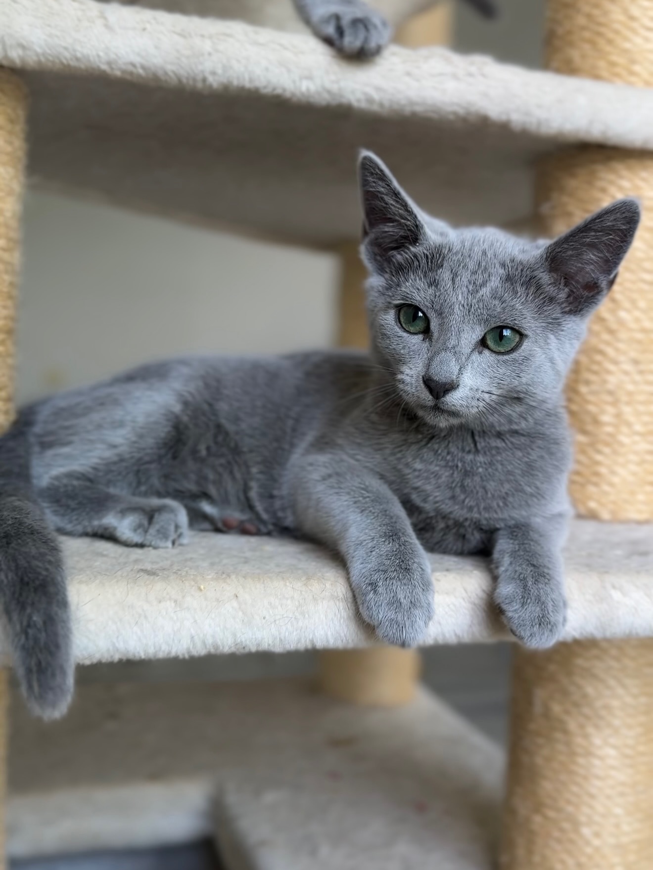 Zoya — Russian Blue Female